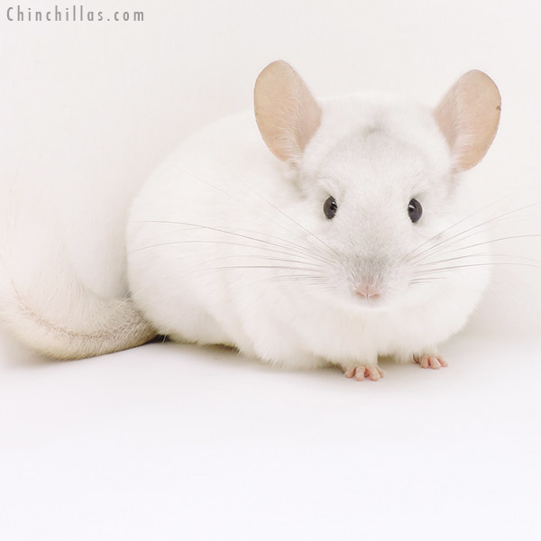 19207 Premium Production Quality Pink White Female Chinchilla