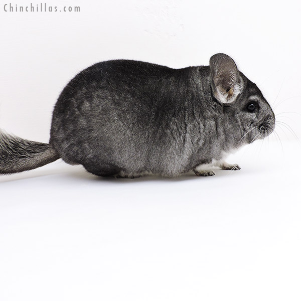 Chinchilla or related item offered for sale or export on Chinchillas.com - 19208 Blocky Standard Female Chinchilla