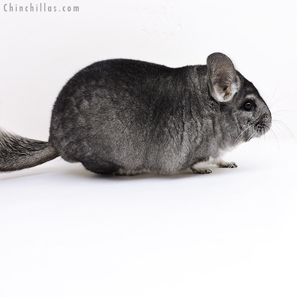 19208 Blocky Standard Female Chinchilla