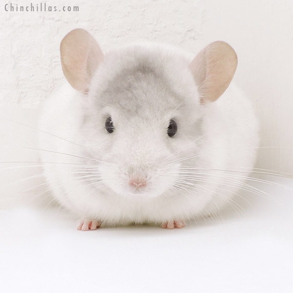 Chinchilla or related item offered for sale or export on Chinchillas.com - 19209 Show Quality Pink White Female Chinchilla