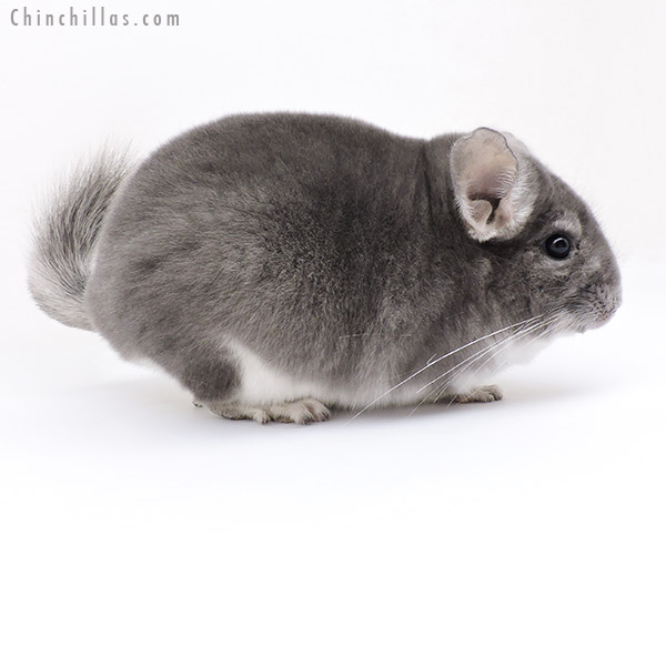 Chinchilla or related item offered for sale or export on Chinchillas.com - 19214 Blocky Violet Male Chinchilla