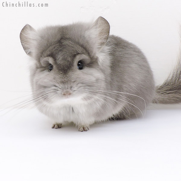 19217 Violet  Royal Persian Angora Male Chinchilla