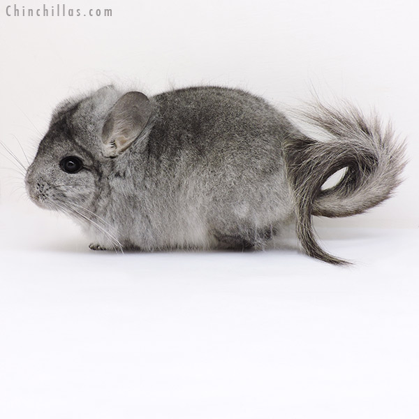 19219 Standard  Royal Persian Angora Male Chinchilla