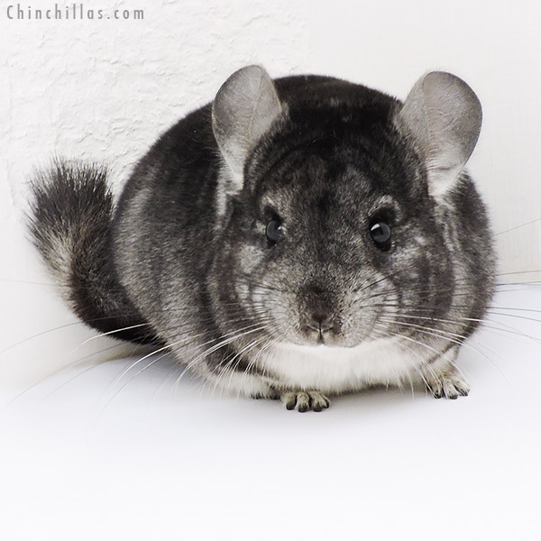 Chinchilla or related item offered for sale or export on Chinchillas.com - 19220 Standard Male Chinchilla