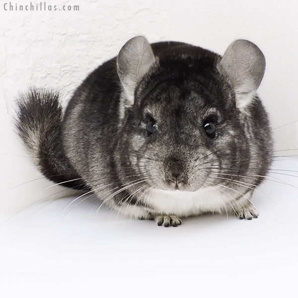 19220 Standard Male Chinchilla