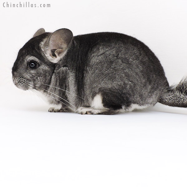 19221 Standard Male Chinchilla