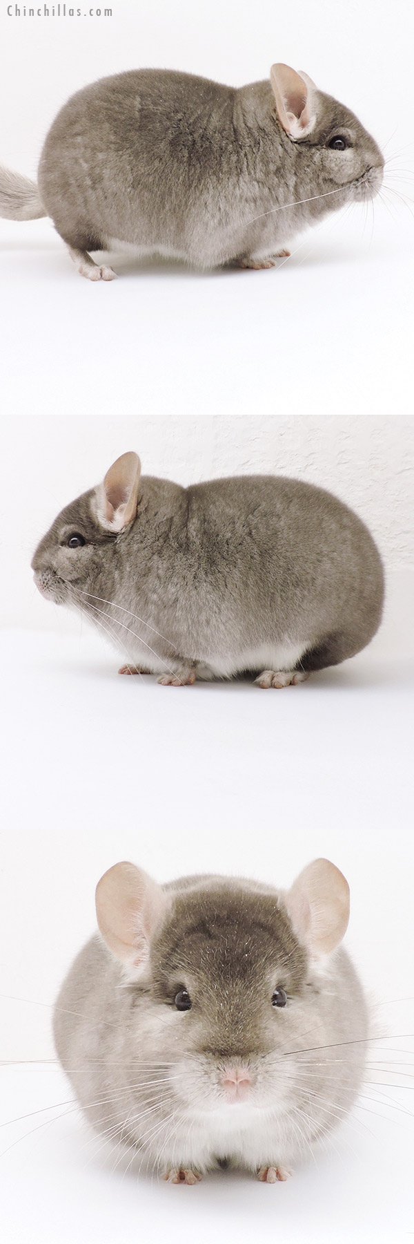 19227 Blocky Herd Improvement Quality Beige Male Chinchilla