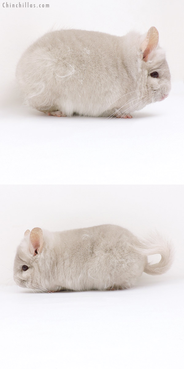 19230 Homo Beige  Royal Persian Angora Male Chinchilla