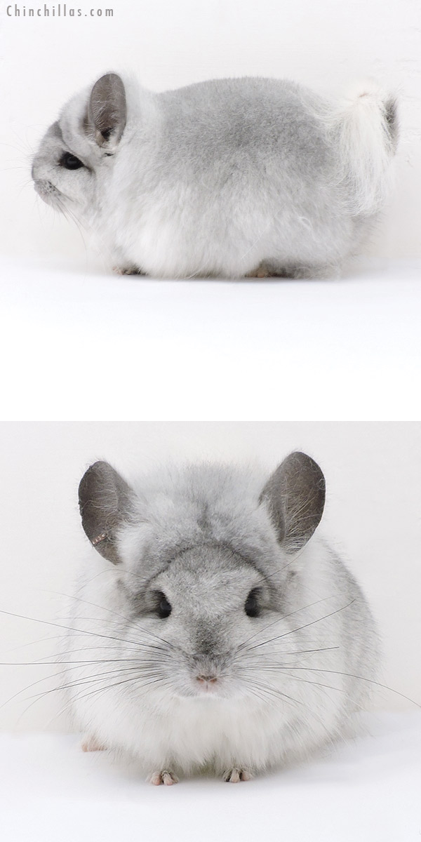 Chinchilla or related item offered for sale or export on Chinchillas.com - 19235 Exceptional Silver Mosaic  Royal Persian Angora Female Chinchilla
