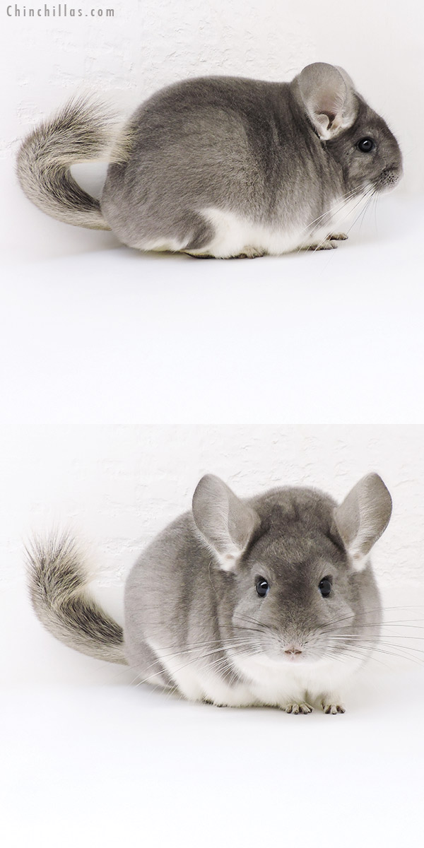 19236 Large Blocky Premium Production Quality Violet Female Chinchilla