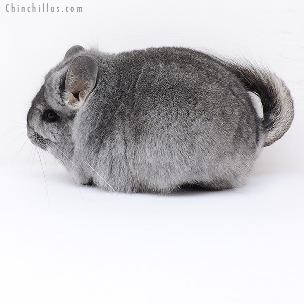 19232 Large Blocky Standard  Royal Persian Angora Female Chinchilla