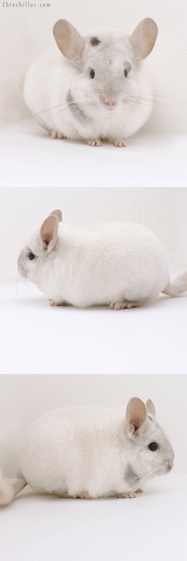 19238 Premium Production Quality Unique Beige and White Female Chinchilla