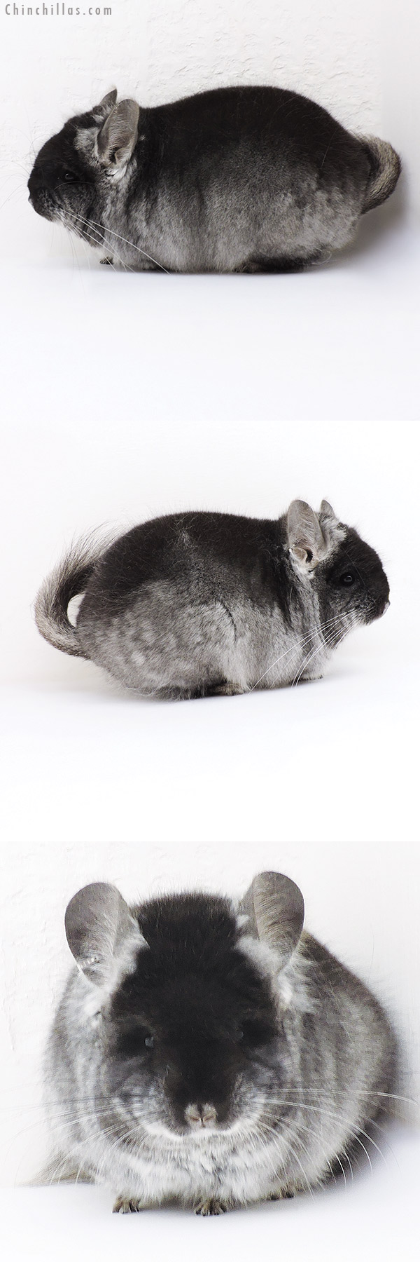 19224 Brevi Type Black Velvet  Royal Persian Angora Male Chinchilla