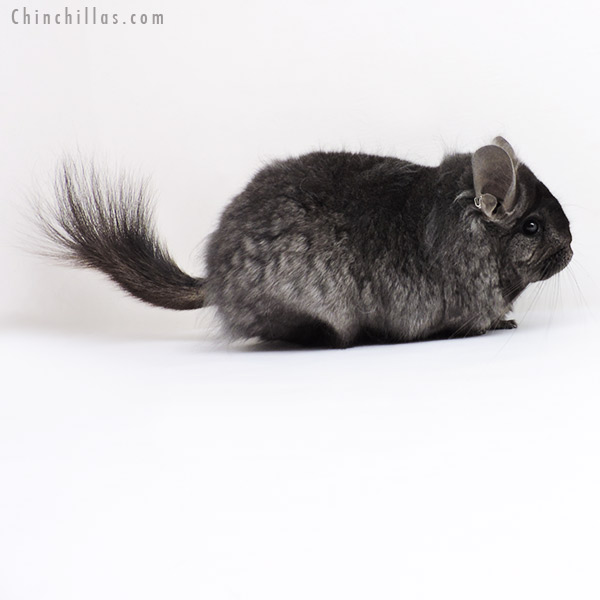 Chinchilla or related item offered for sale or export on Chinchillas.com - 19234 Ebony Quasi Locken  Royal Persian Angora Female Chinchilla