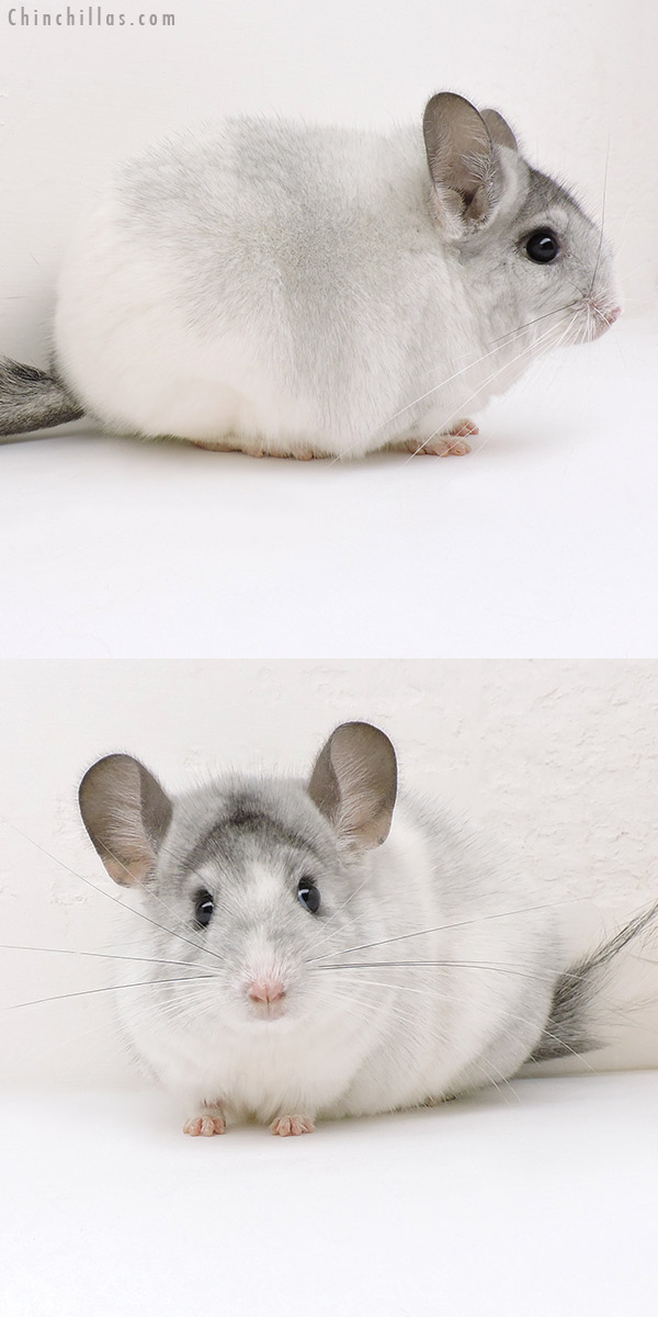 19248 Blocky Show Quality White Mosaic Female Chinchilla