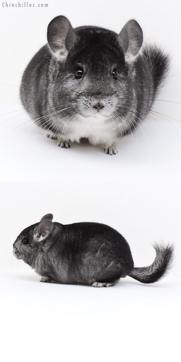 19241 Blocky Show Quality Standard Female Chinchilla