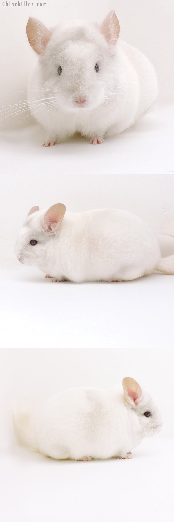 19250 Blocky Herd Improvement Quality Pink White Male Chinchilla