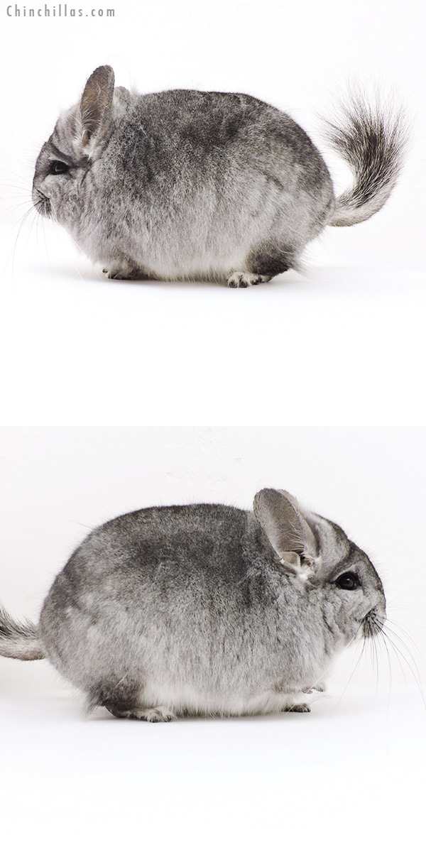 19251 Exceptional Blocky Standard  Royal Persian Angora Male Chinchilla