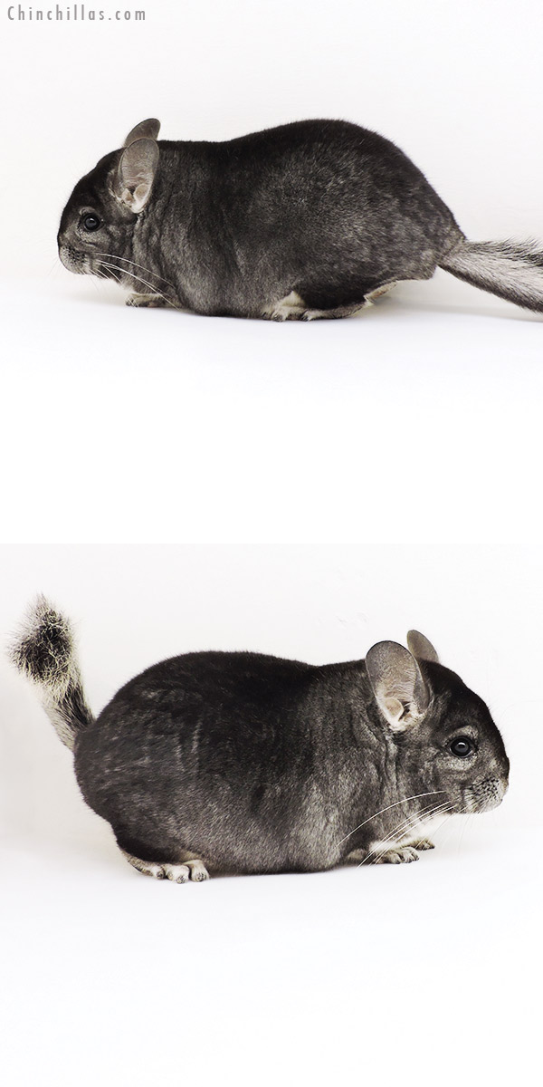 19245 Blocky Premium Production Quality Standard Female Chinchilla