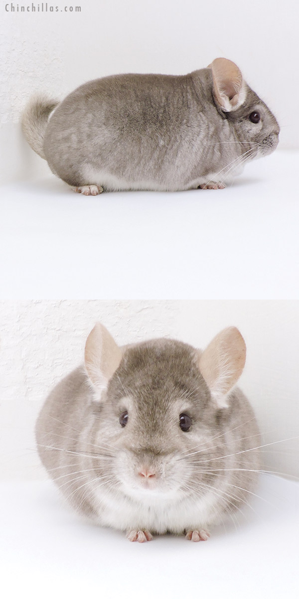 Chinchilla or related item offered for sale or export on Chinchillas.com - 19249 Large Blocky Section Champion Beige Male Chinchilla