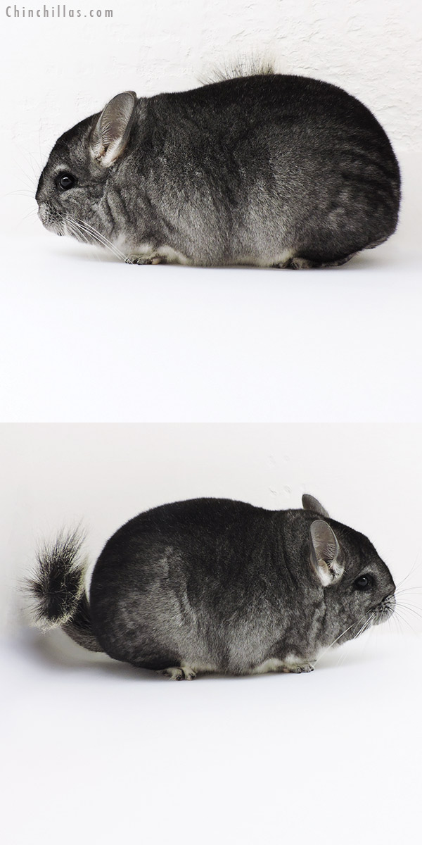 19256 Blocky Premium Production Quality Extreme Brevi Type Standard Female Chinchilla