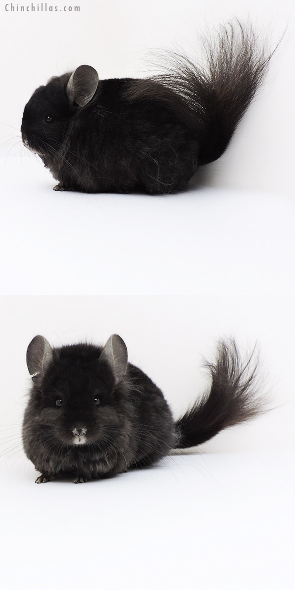 Chinchilla or related item offered for sale or export on Chinchillas.com - 19257 Ebony ( Locken Carrier )  Royal Persian Angora Female Chinchilla