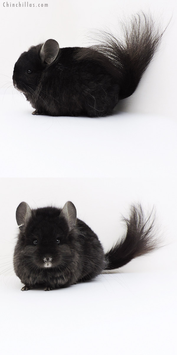 19257 Ebony ( Locken Carrier )  Royal Persian Angora Female Chinchilla