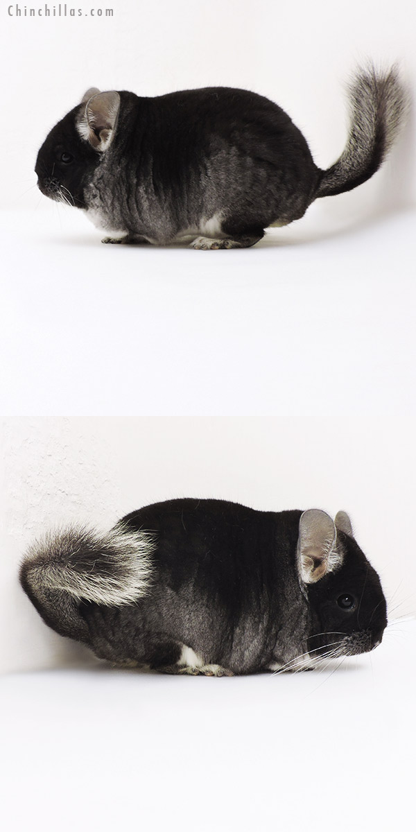 19253 Blocky Premium Production Quality Brevi Type Black Velvet Female Chinchilla