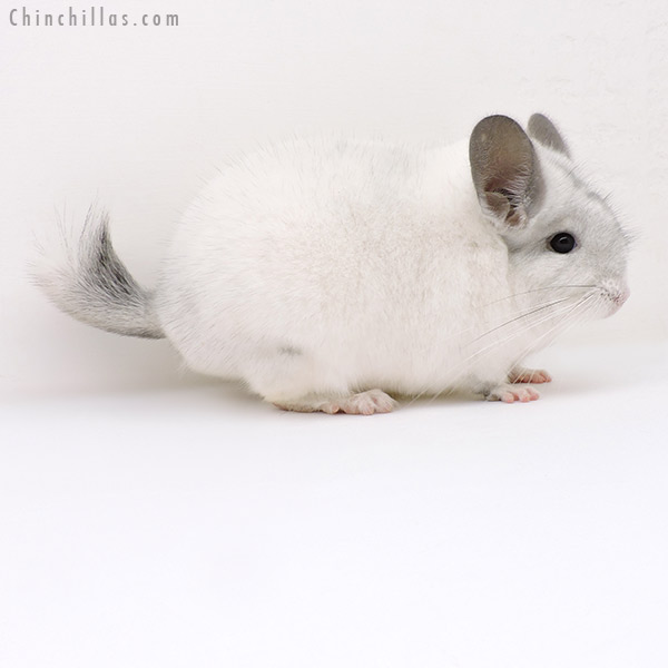 19252 Large Herd Improvement Quality White Mosaic Male Chinchilla