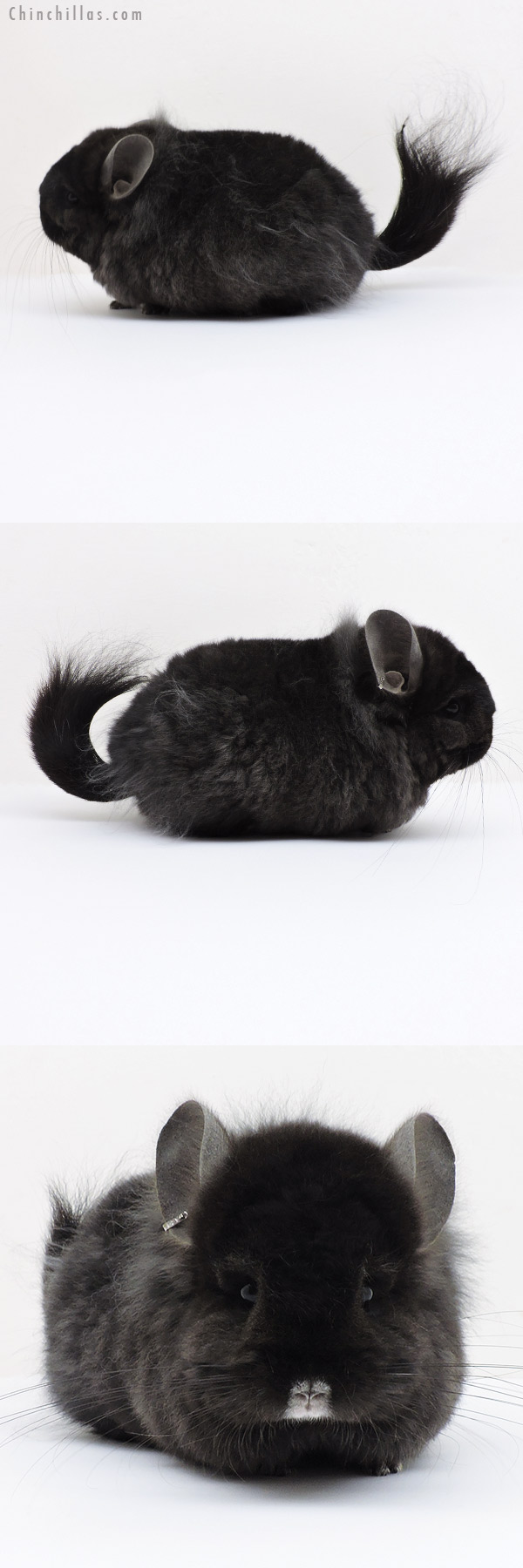 19255 Exceptional Brevi Type Ebony  Royal Persian Angora Female Chinchilla