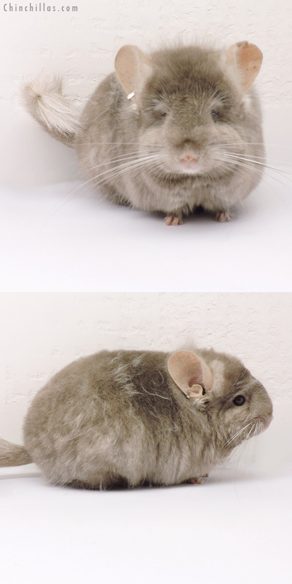 19261 Exceptional Tan ( Locken Carrier )  Royal Persian Angora Female Chinchilla