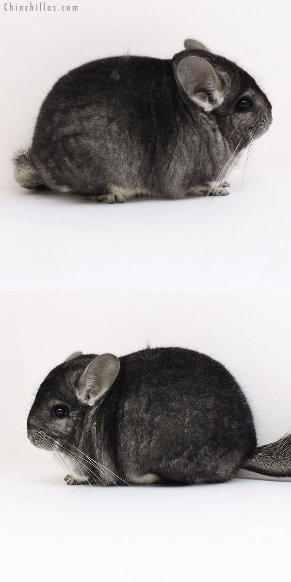 19254 Blocky Premium Production Quality Standard Female Chinchilla