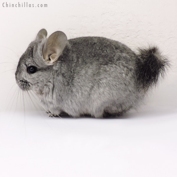 Chinchilla or related item offered for sale or export on Chinchillas.com - 19263 Standard  Royal Persian Angora Female Chinchilla