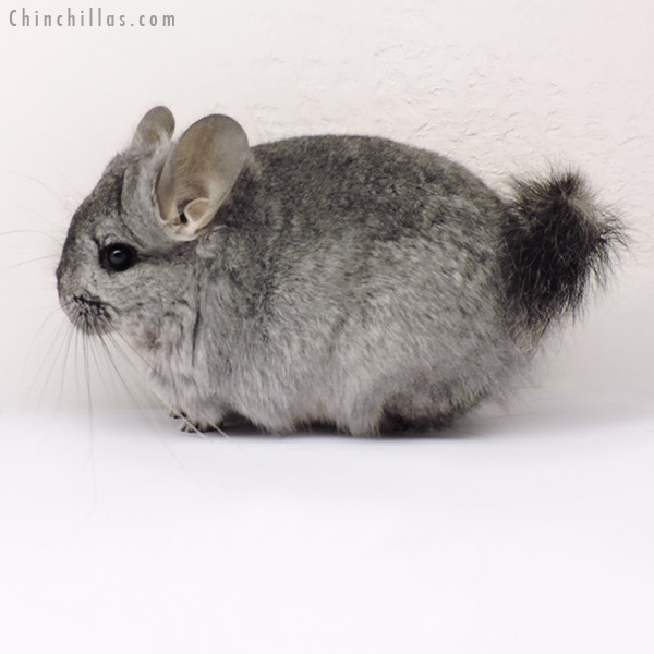 19263 Standard  Royal Persian Angora Female Chinchilla