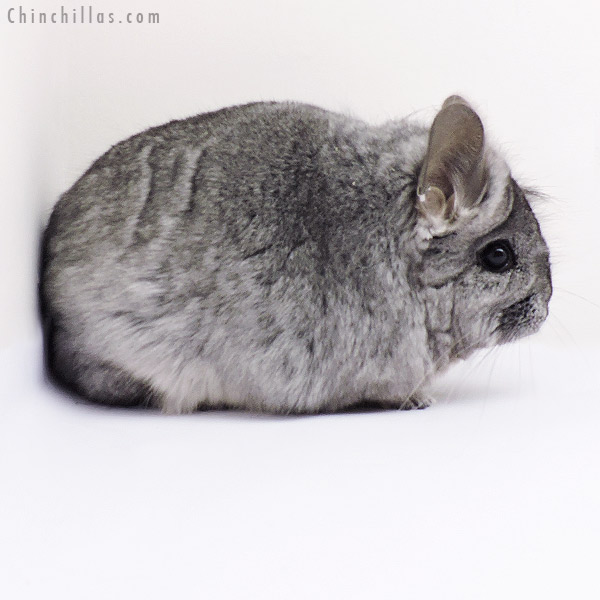 19270 Standard  Royal Persian Angora Female Chinchilla