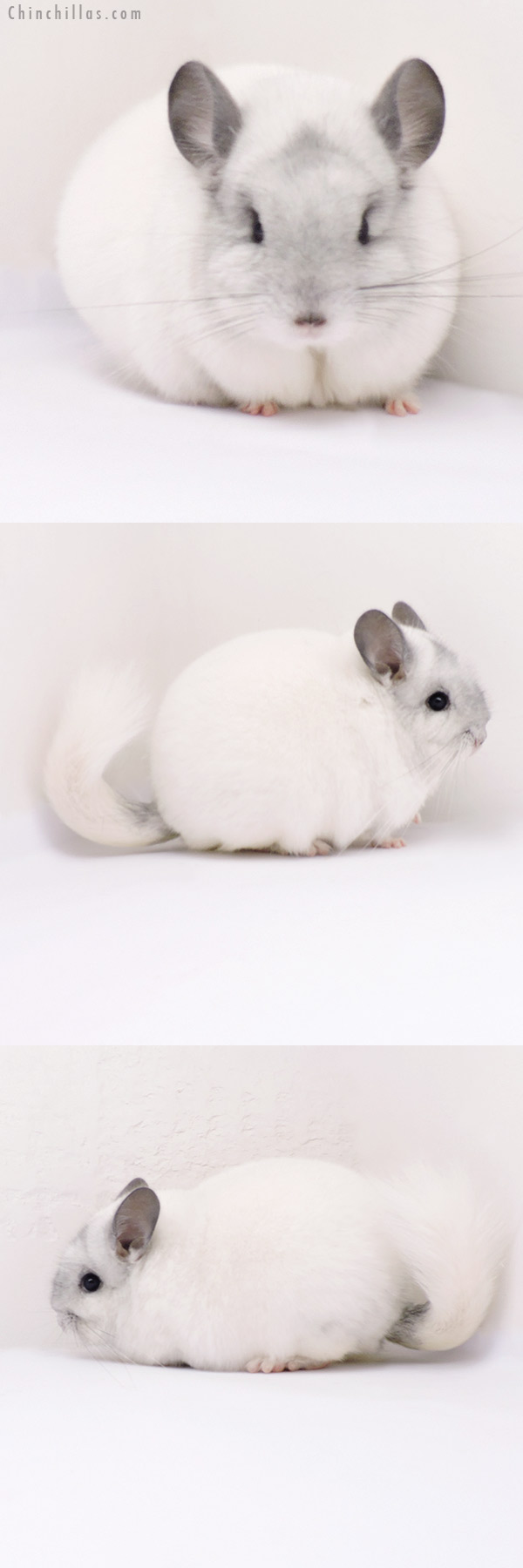 19272 Blocky Premium Production Quality Predominately White Female Chinchilla