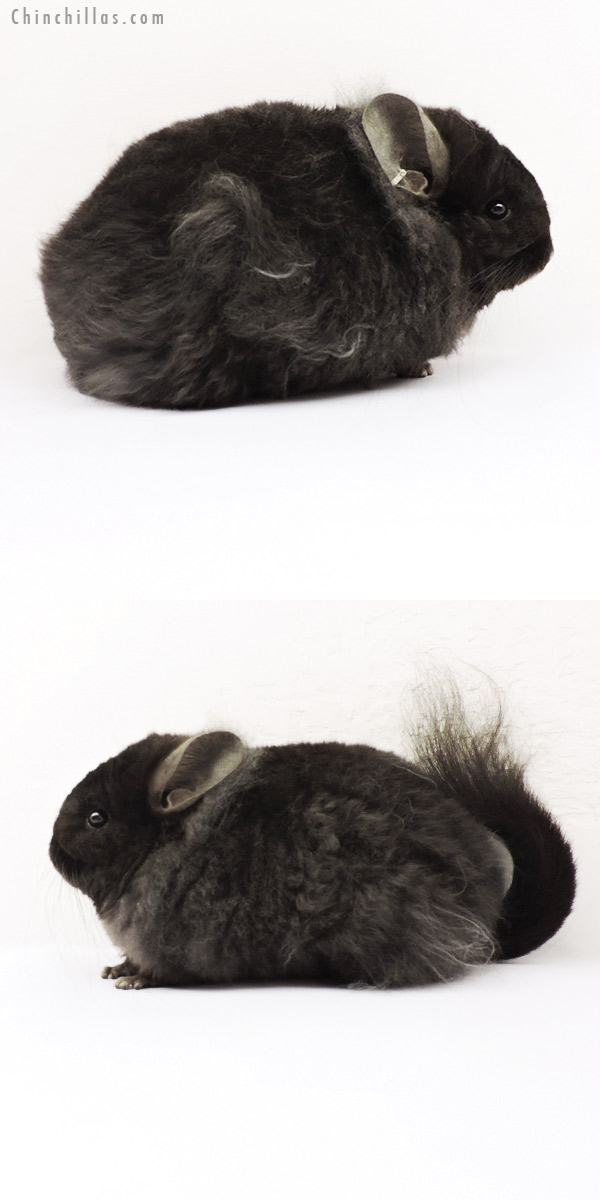 19259 Exceptional Ebony  Royal Imperial Angora Female Chinchilla