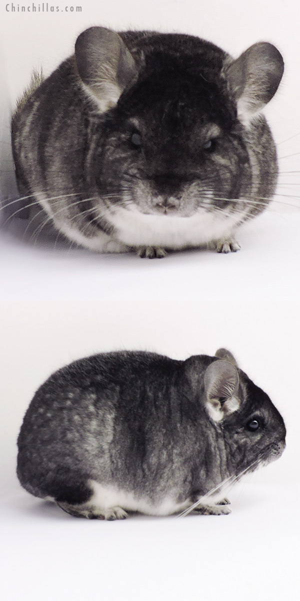 19268 Blocky Premium Production Quality Standard Female Chinchilla