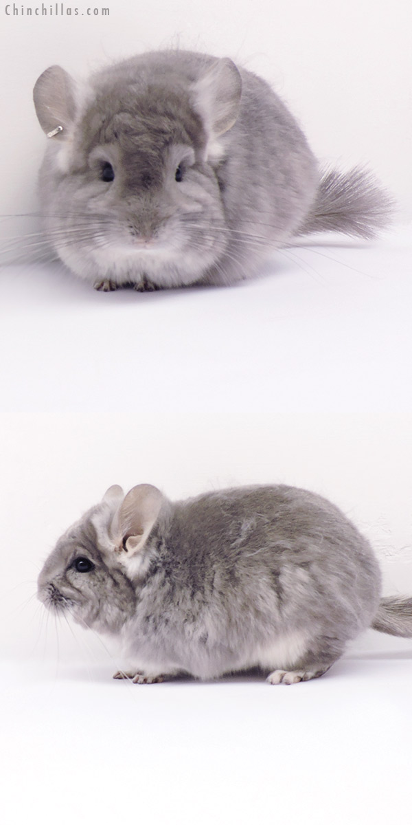 Chinchilla or related item offered for sale or export on Chinchillas.com - 20197 Violet  Royal Persian Angora Female Chinchilla
