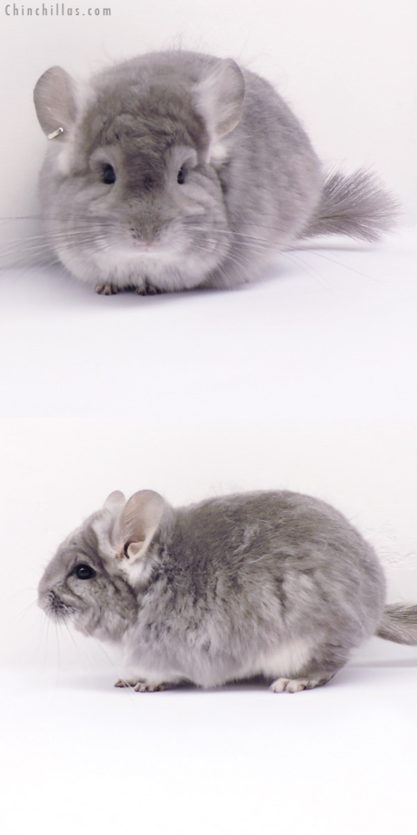 20197 Violet  Royal Persian Angora Female Chinchilla