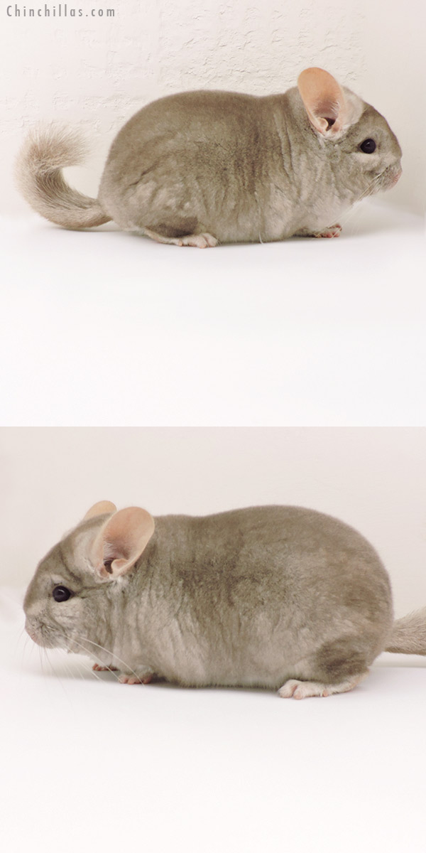 Chinchilla or related item offered for sale or export on Chinchillas.com - 19273 Brevi Type Blocky Herd Improvement Quality Beige Male Chinchilla