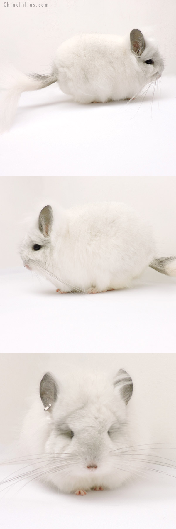 Chinchilla or related item offered for sale or export on Chinchillas.com - 19266 Exceptional Predominantly White  Royal Persian Angora Female Chinchilla