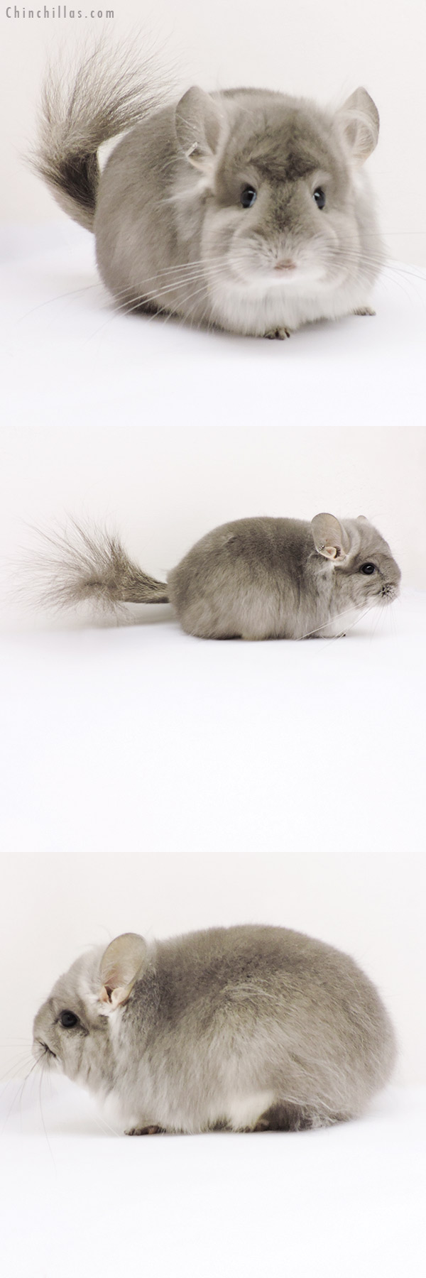 Chinchilla or related item offered for sale or export on Chinchillas.com - 19271 Violet  Royal Persian Angora Female Chinchilla