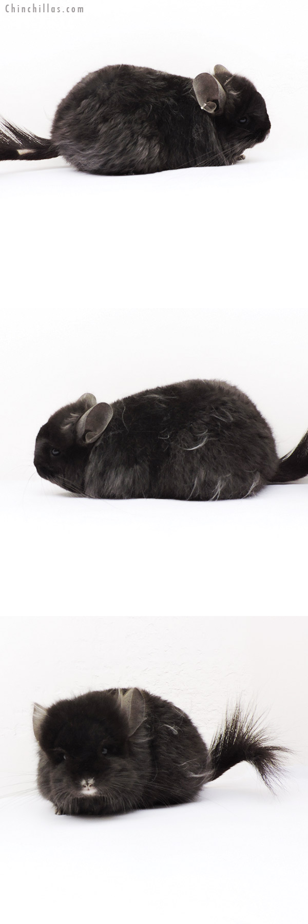 19269 Exceptional Brevi Type Ebony ( Locken Carrier )  Royal Persian Angora Female Chinchilla