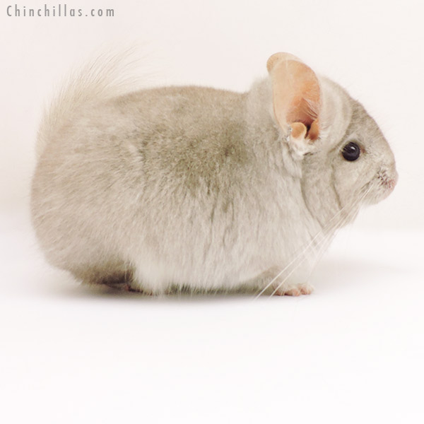 19276 Beige  Royal Persian Angora Male Chinchilla