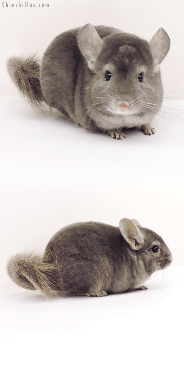 19274 Herd Improvement Quality Wrap Around Violet Male Chinchilla