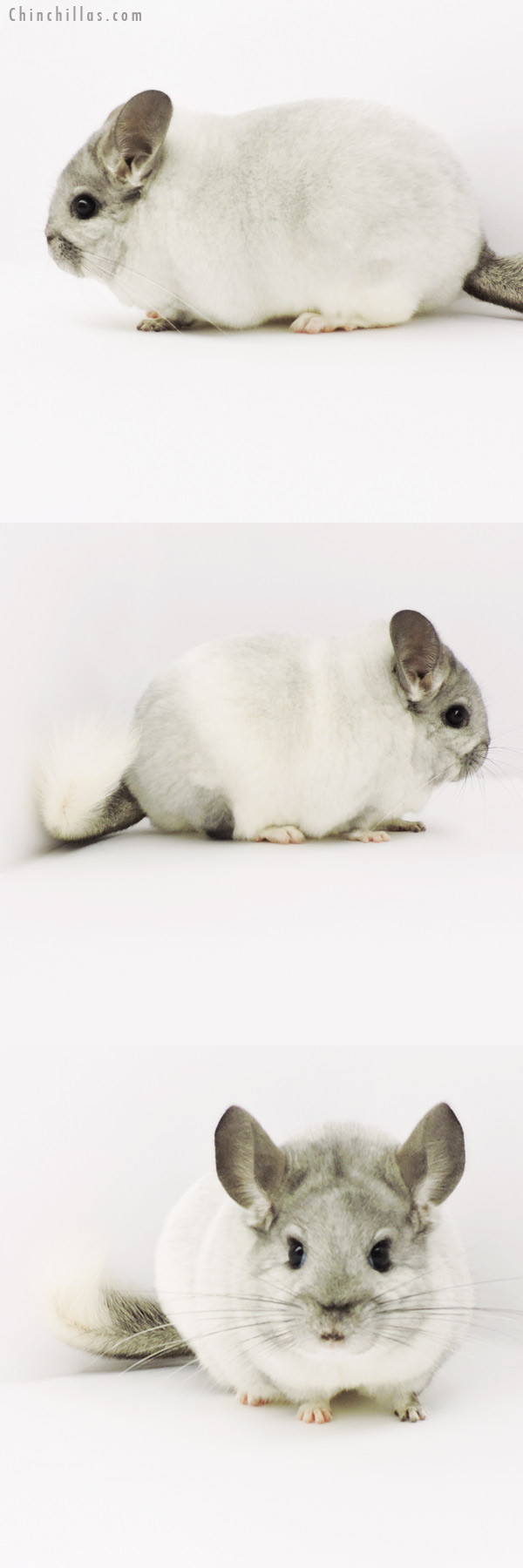 19287 Large Blocky Premium Production Quality White Mosaic Female Chinchilla