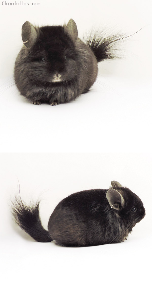 Chinchilla or related item offered for sale or export on Chinchillas.com - 19275 Ebony ( Locken Carrier )  Royal Persian Angora Male Chinchilla