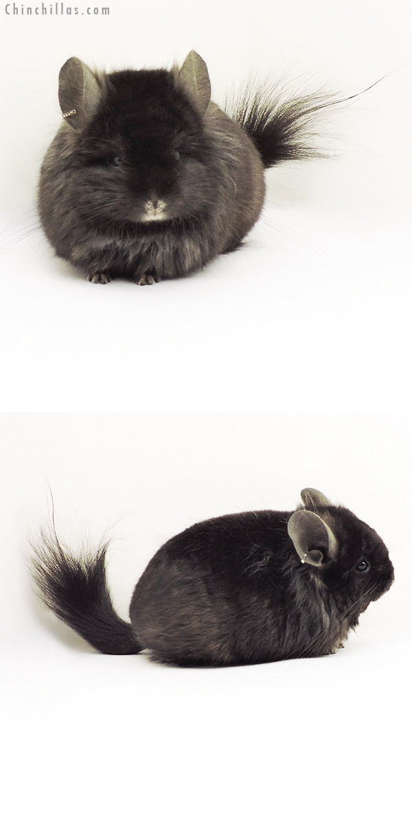 19275 Ebony ( Locken Carrier )  Royal Persian Angora Male Chinchilla