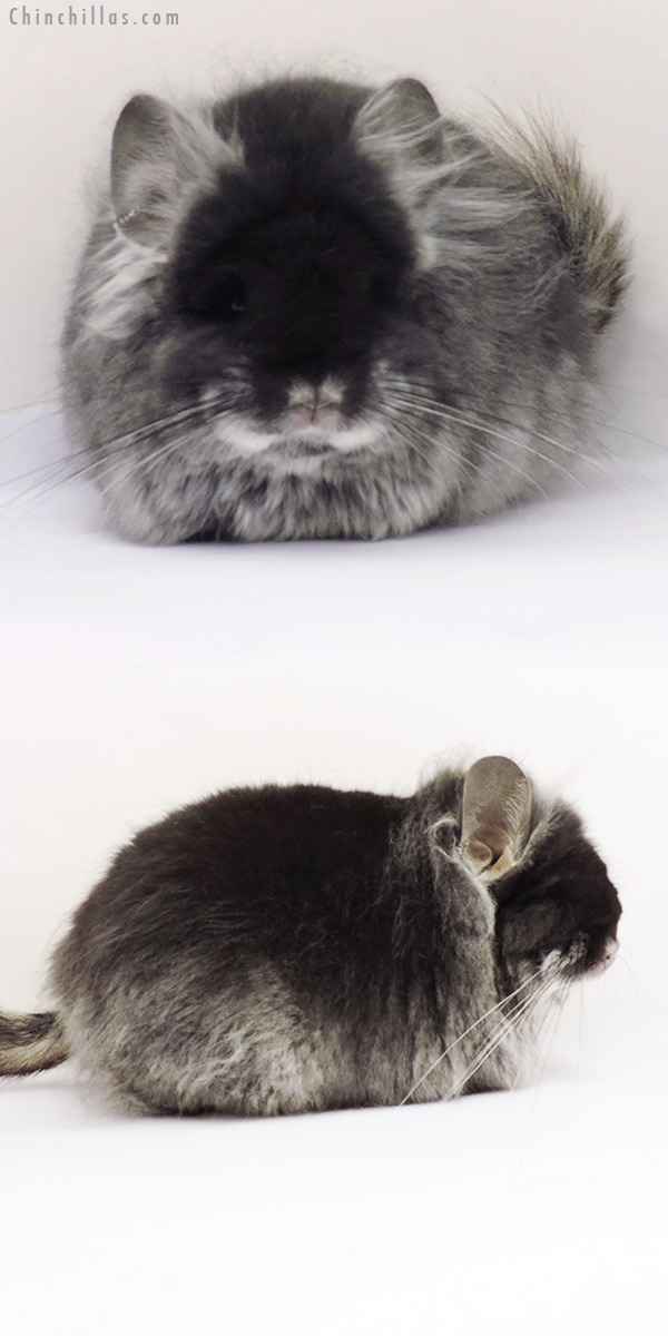 19264 Exceptional Black Velvet G2  Royal Persian Angora Female Chinchilla